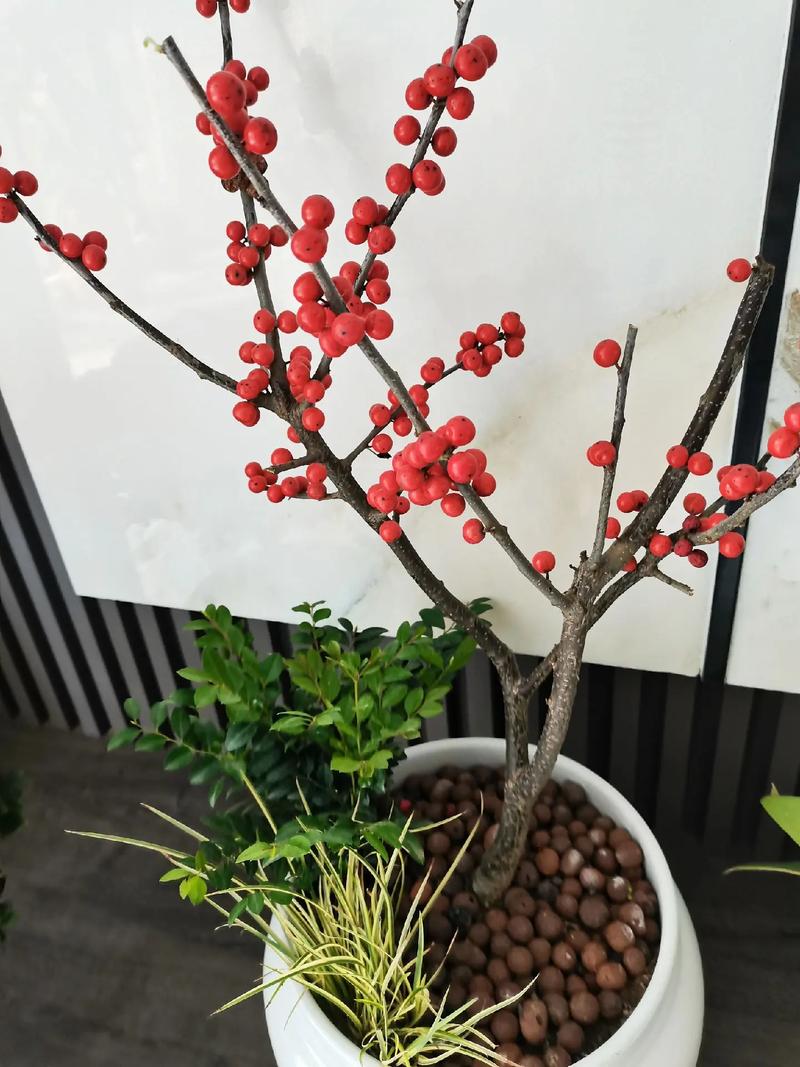 哪些盆栽植物会结红果?-第3张图片-吾爱花网 哪些盆栽植物会结红果?-第3张图片-吾爱花网