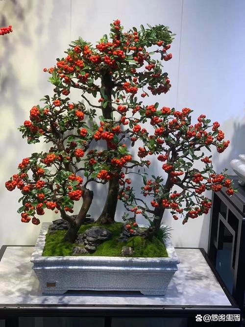 哪些盆栽植物会结红果?-第2张图片-吾爱花网 哪些盆栽植物会结红果?-第2张图片-吾爱花网