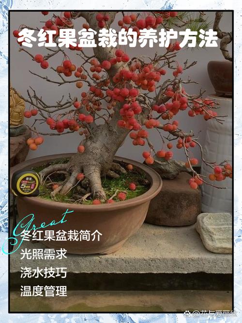 哪些盆栽植物会结红果?-第1张图片-吾爱花网 哪些盆栽植物会结红果?-第1张图片-吾爱花网