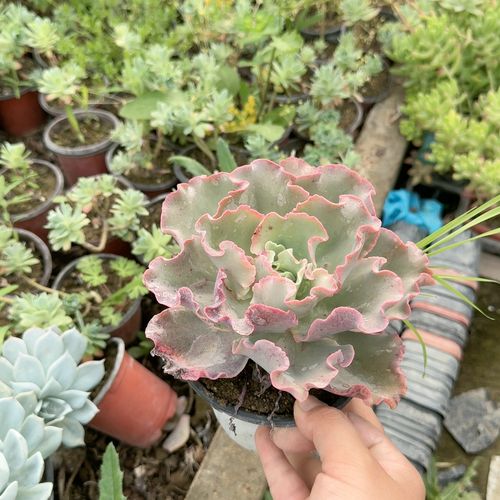 高砂之翁适合什么盆栽?-第1张图片-吾爱花网 高砂之翁适合什么盆栽?-第1张图片-吾爱花网