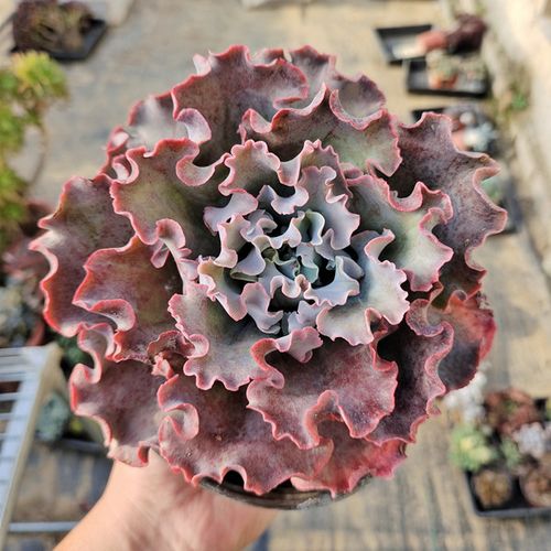 高砂之翁适合什么盆栽?-第2张图片-吾爱花网 高砂之翁适合什么盆栽?-第2张图片-吾爱花网