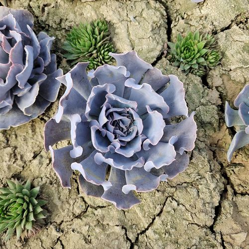 高砂之翁适合什么盆栽?-第3张图片-吾爱花网 高砂之翁适合什么盆栽?-第3张图片-吾爱花网