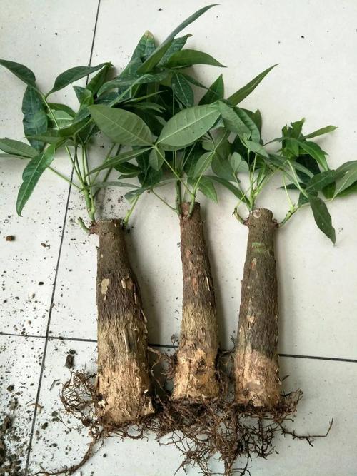 发财树水培为何烂根不长根？-第3张图片-吾爱花网