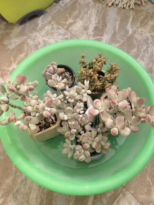 冬天多肉必须搬回室内吗？-第2张图片-吾爱花网