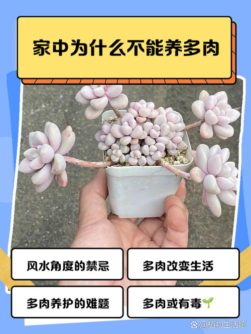 多肉为何不用勤浇水?-第2张图片-吾爱花网 多肉为何不用勤浇水?-第2张图片-吾爱花网