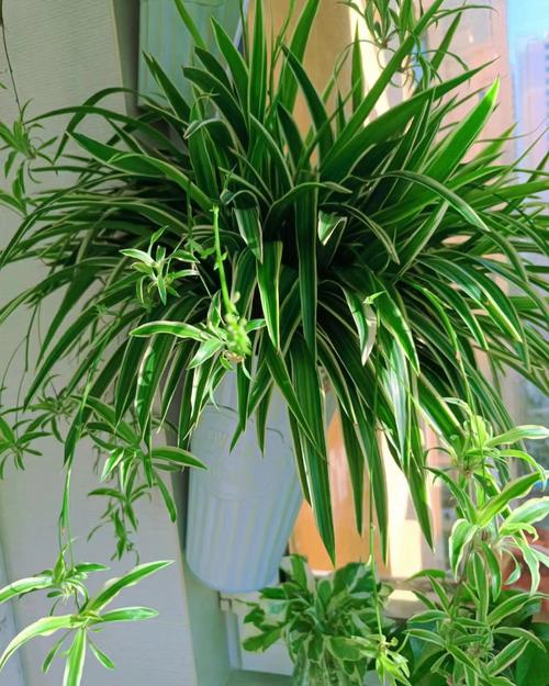 哪些室内盆栽喜强光?-第3张图片-吾爱花网 哪些室内盆栽喜强光?-第3张图片-吾爱花网