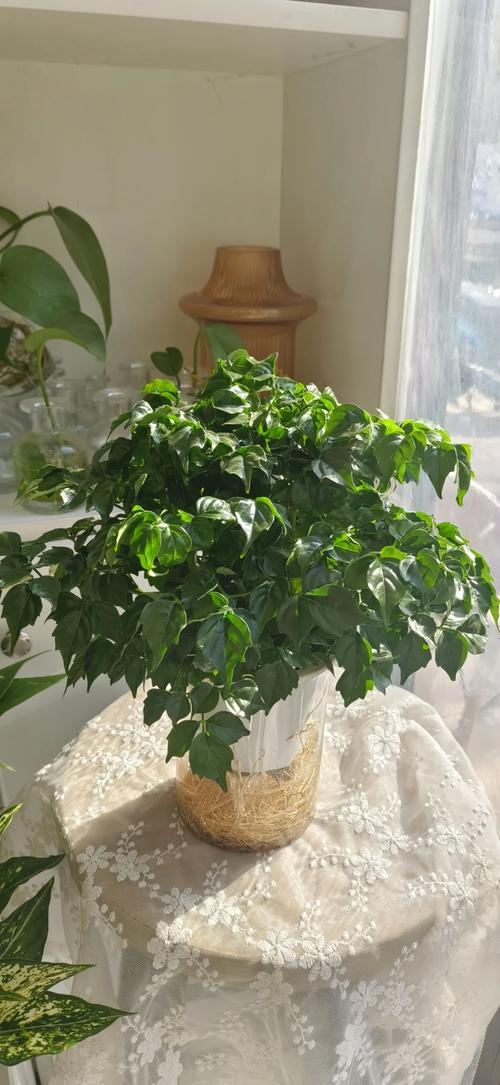 哪些室内盆栽喜强光?-第2张图片-吾爱花网 哪些室内盆栽喜强光?-第2张图片-吾爱花网