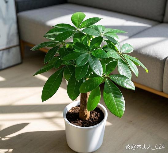 哪些室内盆栽喜强光?-第1张图片-吾爱花网 哪些室内盆栽喜强光?-第1张图片-吾爱花网