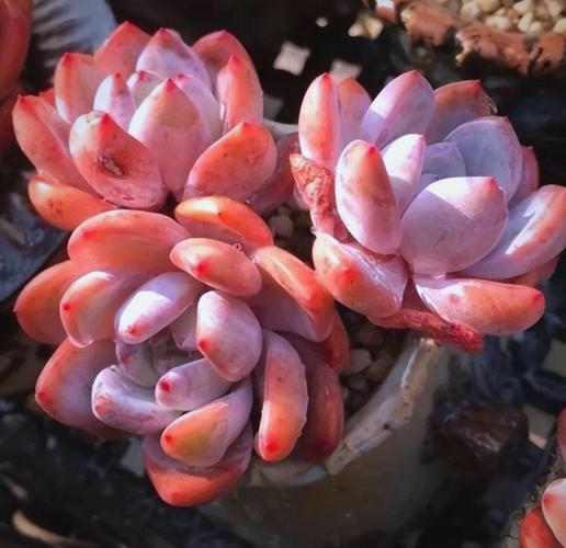 多肉花色有哪些?-第2张图片-吾爱花网 多肉花色有哪些?-第2张图片-吾爱花网