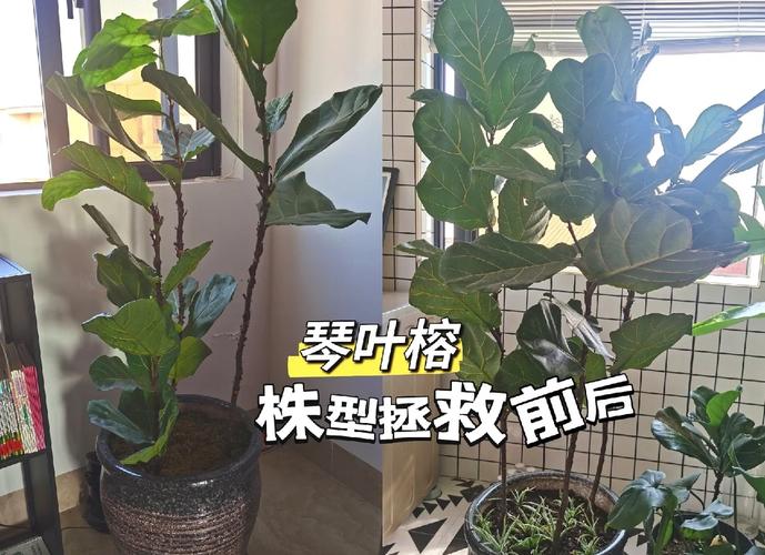 盆栽榕树枝断了怎么办?-第3张图片-吾爱花网 盆栽榕树枝断了怎么办?-第3张图片-吾爱花网