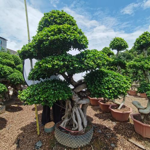 盆栽榕树枝断了怎么办?-第1张图片-吾爱花网 盆栽榕树枝断了怎么办?-第1张图片-吾爱花网