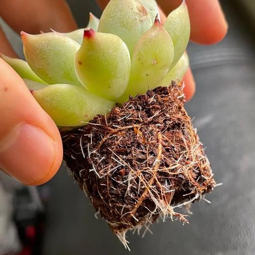 多肉放置上生根发芽吗-第1张图片-吾爱花网 多肉放置上生根发芽吗-第1张图片-吾爱花网