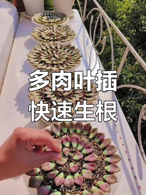 多肉放置上生根发芽吗-第2张图片-吾爱花网 多肉放置上生根发芽吗-第2张图片-吾爱花网