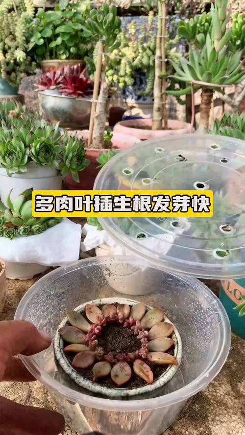 多肉放置上生根发芽吗-第3张图片-吾爱花网 多肉放置上生根发芽吗-第3张图片-吾爱花网