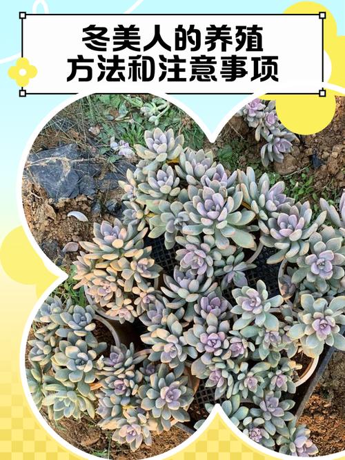 冬美人怎么种?养护要点有哪些?-第1张图片-吾爱花网 冬美人怎么种?养护要点有哪些?-第1张图片-吾爱花网