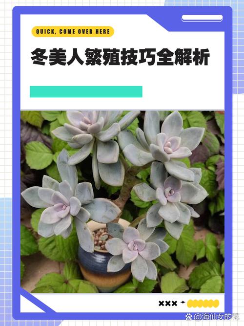 冬美人怎么种?养护要点有哪些?-第3张图片-吾爱花网 冬美人怎么种?养护要点有哪些?-第3张图片-吾爱花网