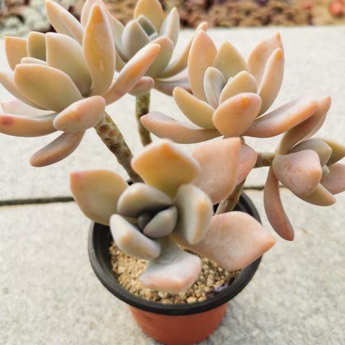 冬美人怎么种?养护要点有哪些?-第2张图片-吾爱花网 冬美人怎么种?养护要点有哪些?-第2张图片-吾爱花网