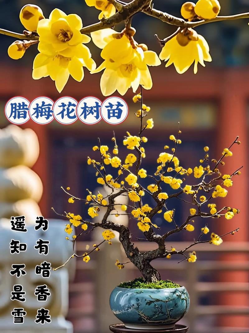 梅花盆栽何时开花?-第3张图片-吾爱花网 梅花盆栽何时开花?-第3张图片-吾爱花网