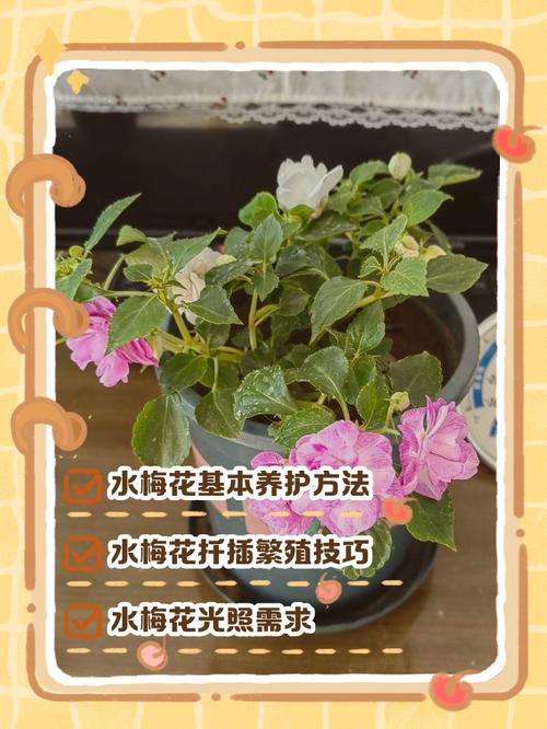 梅花盆栽何时开花?-第2张图片-吾爱花网 梅花盆栽何时开花?-第2张图片-吾爱花网