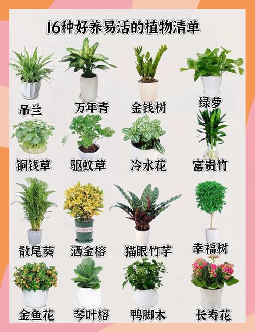 盆栽小植物有哪些常见品种?-第2张图片-吾爱花网 盆栽小植物有哪些常见品种?-第2张图片-吾爱花网