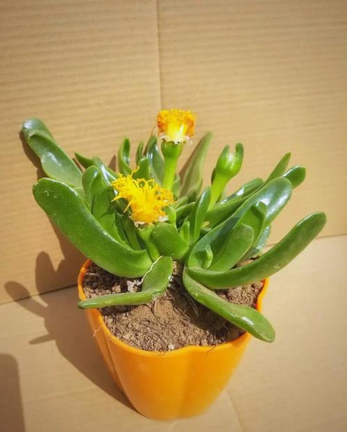 佛手掌多肉怎么养才爆盆?-第1张图片-吾爱花网 佛手掌多肉怎么养才爆盆?-第1张图片-吾爱花网