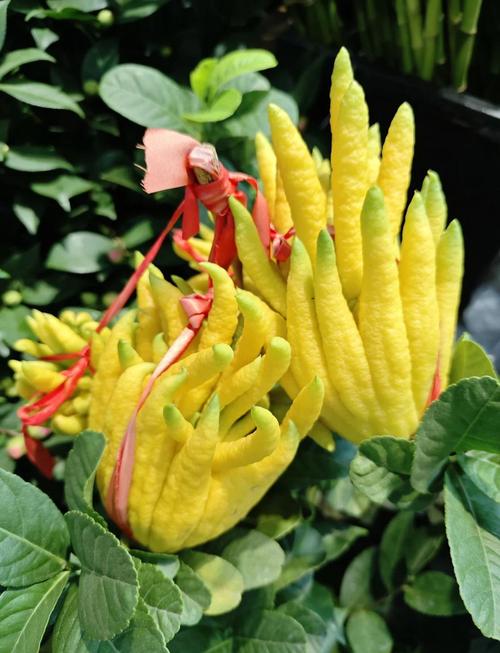 佛手掌多肉怎么养才爆盆?-第2张图片-吾爱花网 佛手掌多肉怎么养才爆盆?-第2张图片-吾爱花网