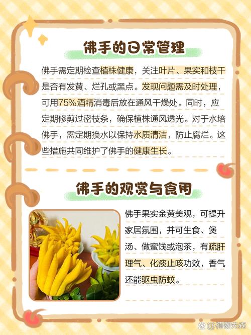 佛手掌多肉怎么养才爆盆？-第3张图片-吾爱花网