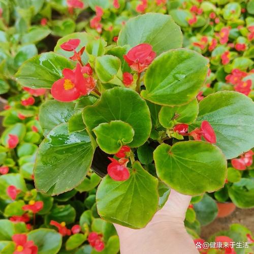 盆栽家庭养护关键技巧有哪些?-第3张图片-吾爱花网 盆栽家庭养护关键技巧有哪些?-第3张图片-吾爱花网