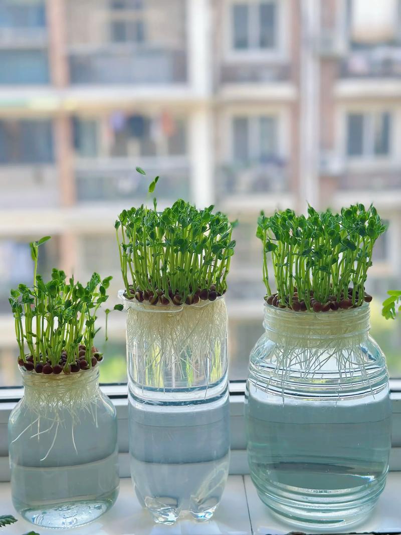 水培蔬菜在家为何不可行?-第3张图片-吾爱花网 水培蔬菜在家为何不可行?-第3张图片-吾爱花网