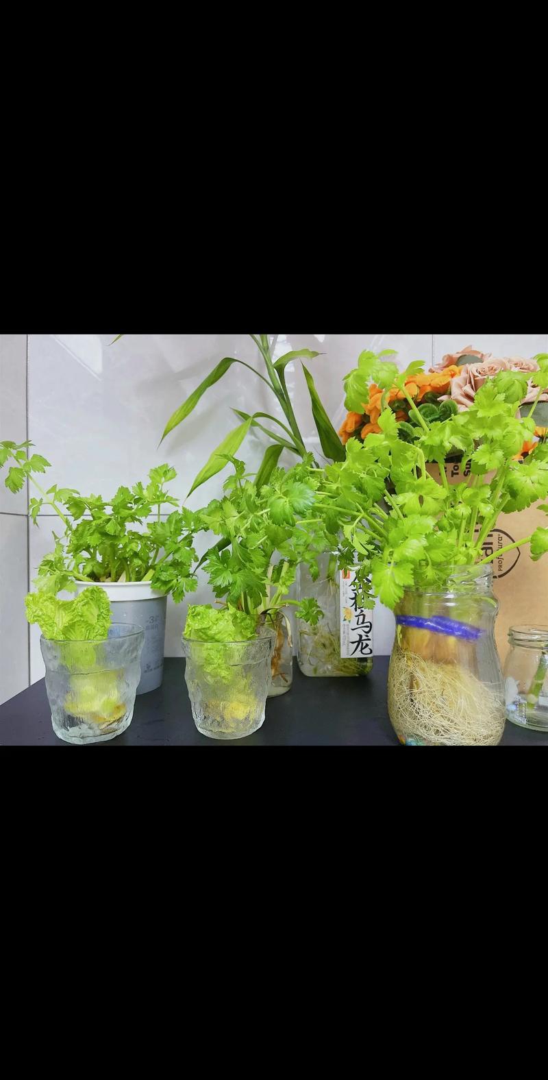 水培蔬菜在家为何不可行?-第2张图片-吾爱花网 水培蔬菜在家为何不可行?-第2张图片-吾爱花网