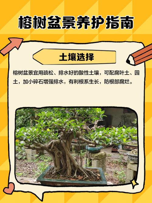 盆栽榕树长太高怎么办-第1张图片-吾爱花网 盆栽榕树长太高怎么办-第1张图片-吾爱花网