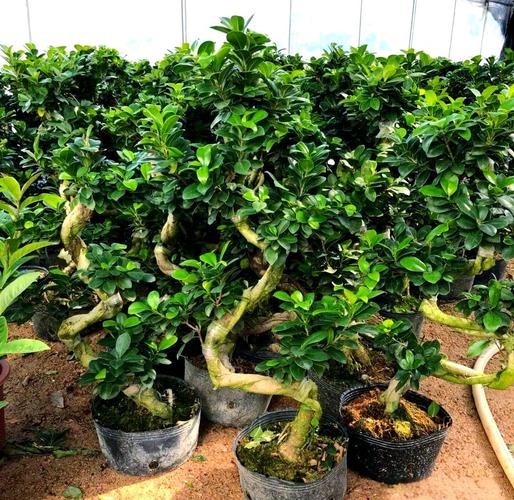 盆栽榕树长太高怎么办-第3张图片-吾爱花网
