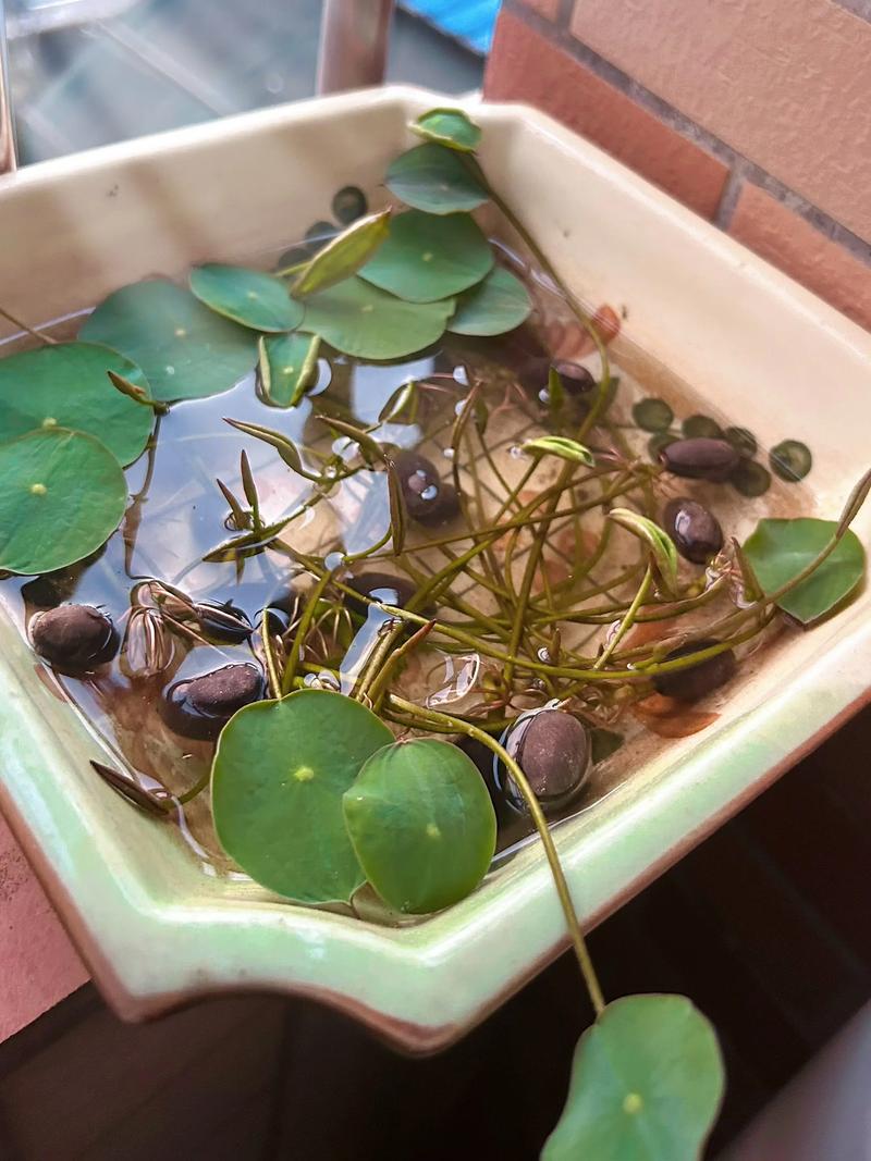 碗莲水培发根不长怎么办-第3张图片-吾爱花网 碗莲水培发根不长怎么办-第3张图片-吾爱花网