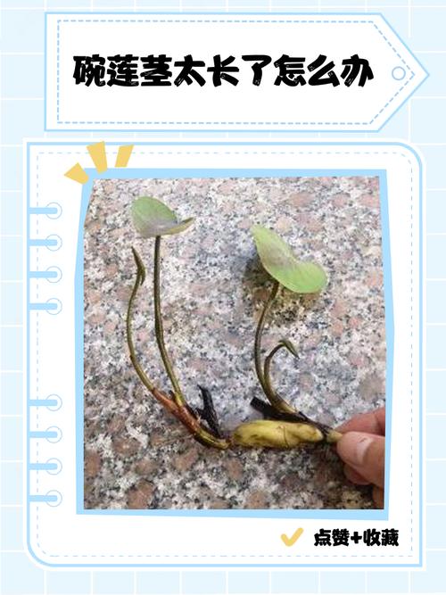 碗莲水培发根不长怎么办-第1张图片-吾爱花网 碗莲水培发根不长怎么办-第1张图片-吾爱花网