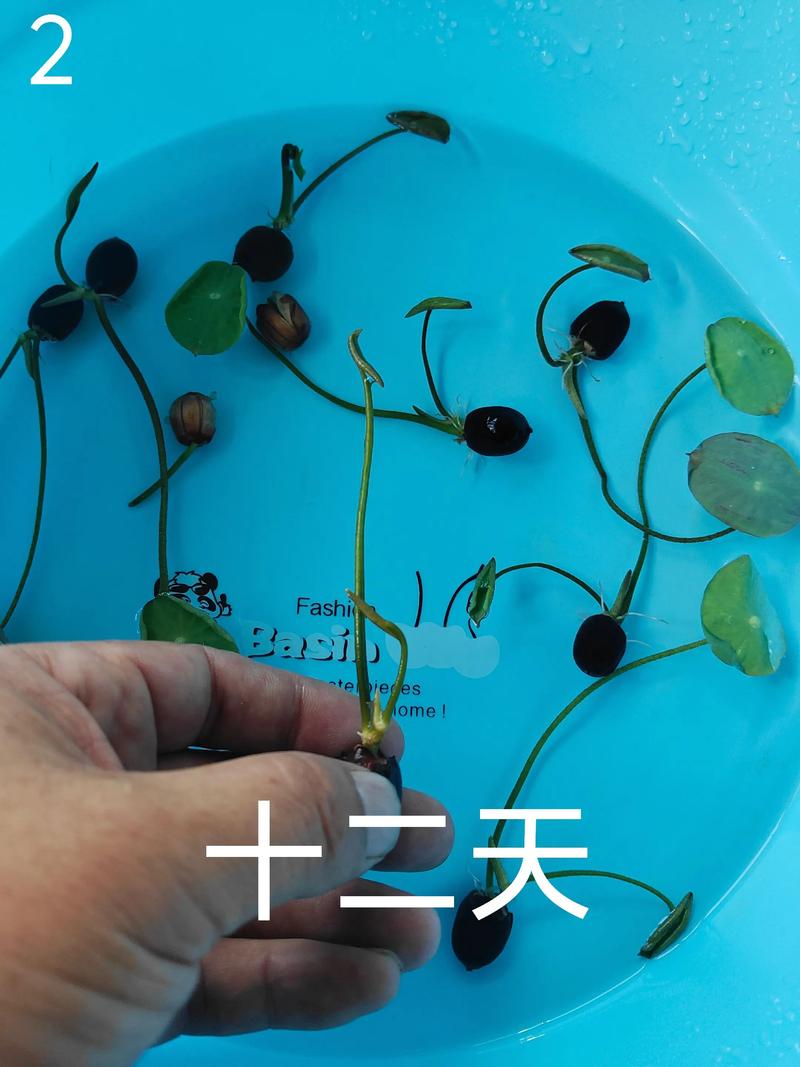 碗莲水培发根不长怎么办-第2张图片-吾爱花网 碗莲水培发根不长怎么办-第2张图片-吾爱花网