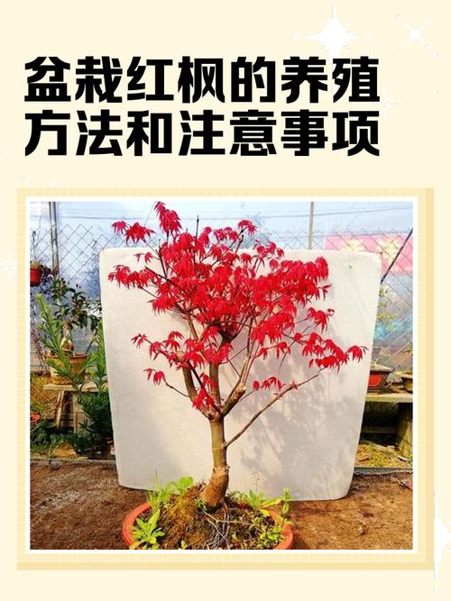 盆栽红叶花的管理方法-第1张图片-吾爱花网 盆栽红叶花的管理方法-第1张图片-吾爱花网