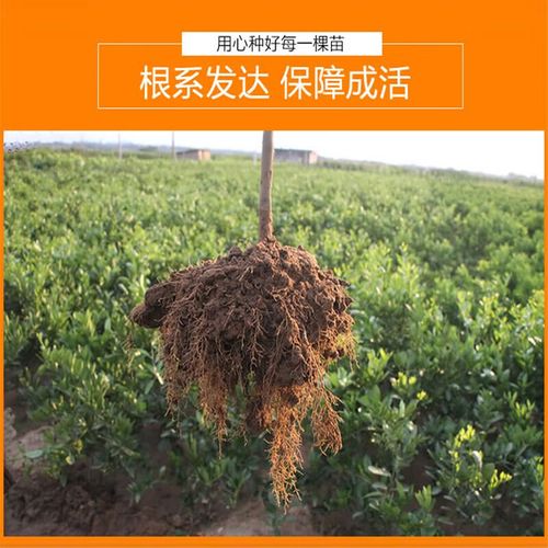 盆栽小金桔何时摘最合适？-第3张图片-吾爱花网