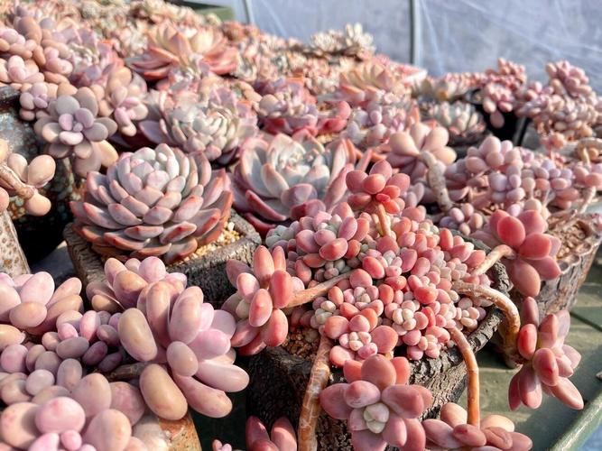 北方冬天多肉露养能安全过冬吗？-第2张图片-吾爱花网