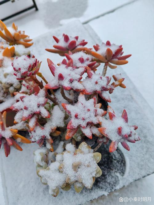 北方冬天多肉露养能安全过冬吗？-第3张图片-吾爱花网