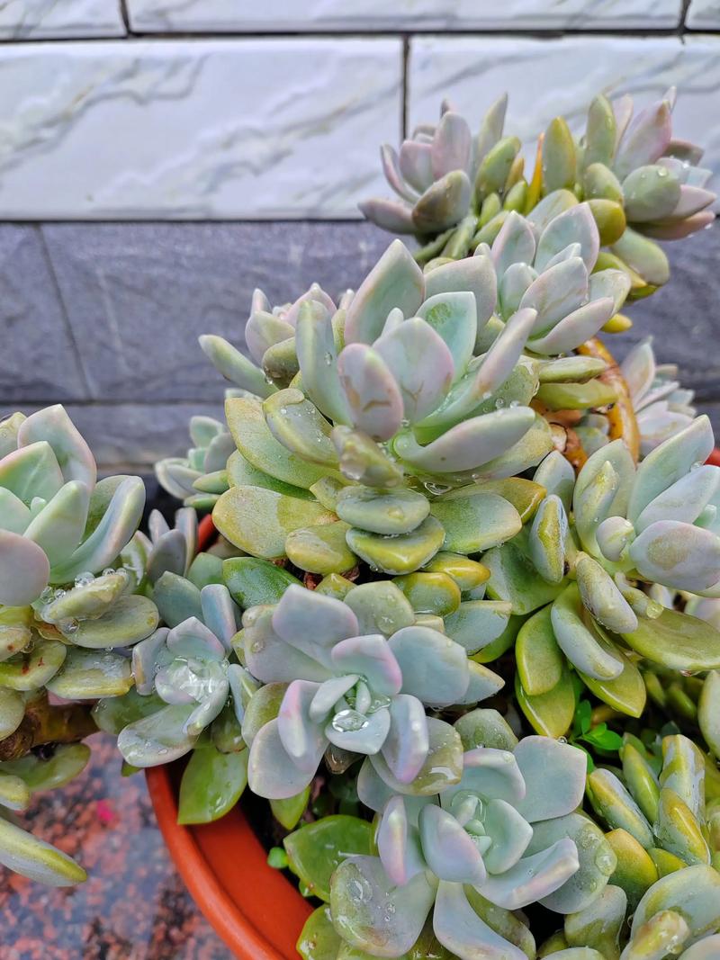 北方冬天多肉露养能安全过冬吗?-第1张图片-吾爱花网 北方冬天多肉露养能安全过冬吗?-第1张图片-吾爱花网