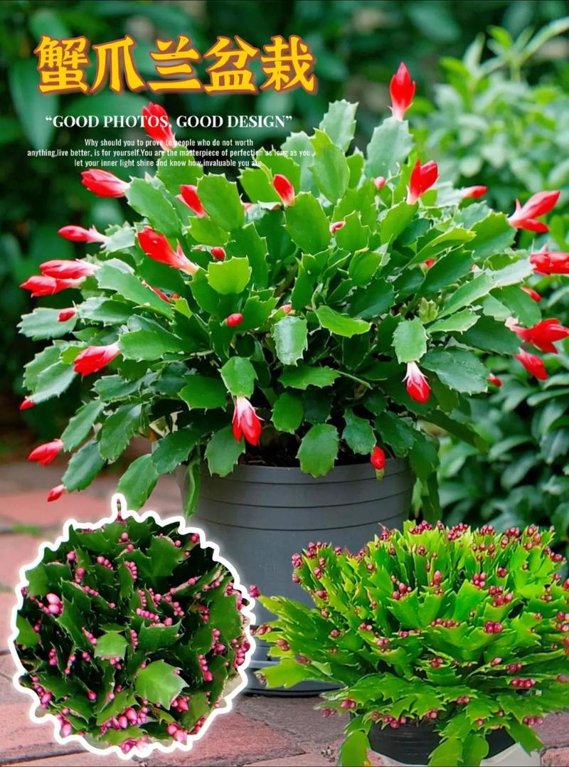 蟹爪兰适合土培还是水培-第1张图片-吾爱花网 蟹爪兰适合土培还是水培-第1张图片-吾爱花网