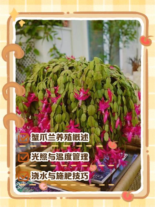 蟹爪兰适合土培还是水培-第2张图片-吾爱花网 蟹爪兰适合土培还是水培-第2张图片-吾爱花网