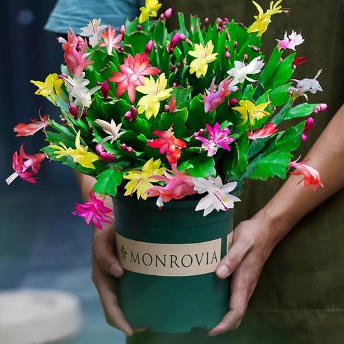 蟹爪兰适合土培还是水培-第3张图片-吾爱花网 蟹爪兰适合土培还是水培-第3张图片-吾爱花网