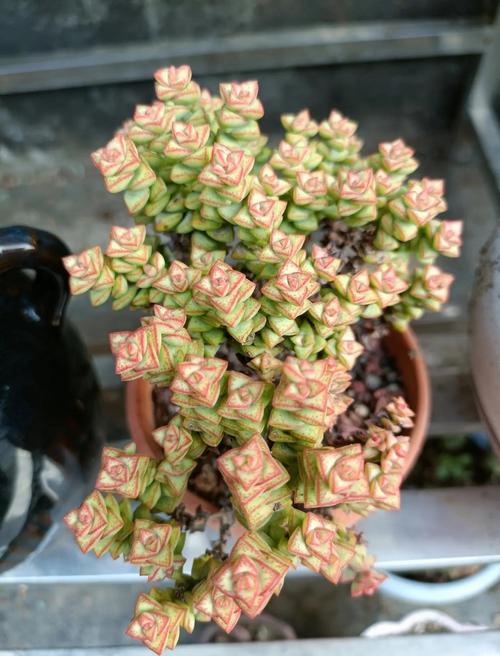 小米星多肉是什么颜色?-第1张图片-吾爱花网 小米星多肉是什么颜色?-第1张图片-吾爱花网