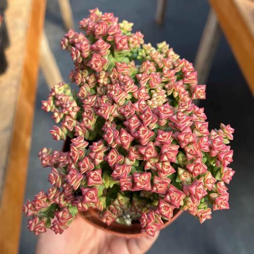 小米星多肉是什么颜色?-第2张图片-吾爱花网 小米星多肉是什么颜色?-第2张图片-吾爱花网