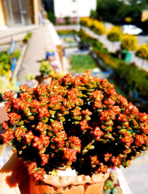 小米星多肉是什么颜色?-第3张图片-吾爱花网 小米星多肉是什么颜色?-第3张图片-吾爱花网