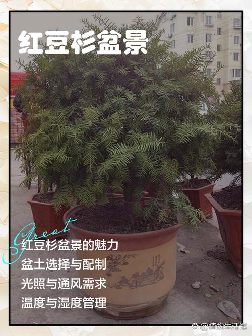 新买的红豆杉如何盆栽-第1张图片-吾爱花网 新买的红豆杉如何盆栽-第1张图片-吾爱花网