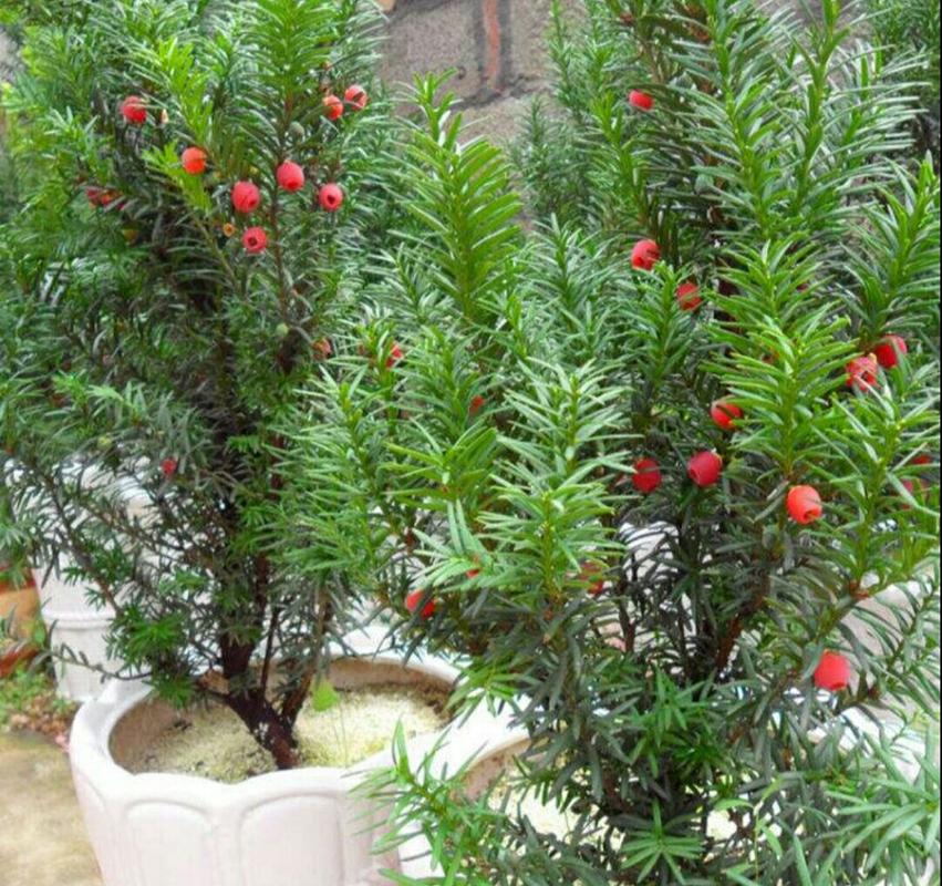 新买的红豆杉如何盆栽-第2张图片-吾爱花网 新买的红豆杉如何盆栽-第2张图片-吾爱花网