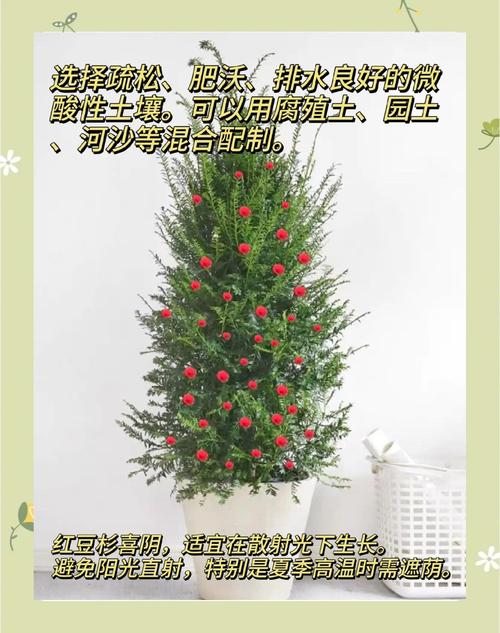 新买的红豆杉如何盆栽-第3张图片-吾爱花网 新买的红豆杉如何盆栽-第3张图片-吾爱花网