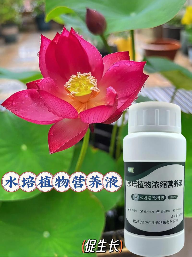 自制水培观叶植物营养液怎么配？-第2张图片-吾爱花网